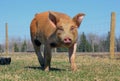 Duroc Pig Outside