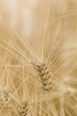 Durum macaroni wheat, Triticum aestivum Royalty Free Stock Photo