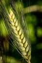 Durum wheat ear - triticum durum Royalty Free Stock Photo