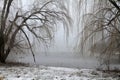 Willow Trees in Winter Fog Framing Shores Edge and Geese in Water Royalty Free Stock Photo