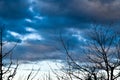 Dusk - cloudy skies with tree silhouettes Royalty Free Stock Photo