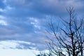 Dusk - cloudy skies with tree silhouettes Royalty Free Stock Photo