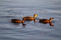 Dusk Delight: Ducks Gliding on the Lake in beautiful evening