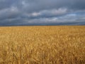 Dusk over wheat field