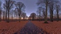 Dusk path autumn leaves forest sunset starscape landscape Royalty Free Stock Photo