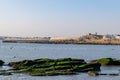 At dusk, the reef on the beach is covered with green algae, and the color is very beautiful