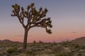 Dusk Settles Over Joshua Tree Field