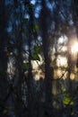 Dusk side sunlight through shrubbery