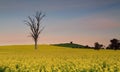 Dusk skies over farmland canola fields Royalty Free Stock Photo