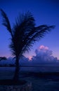 Dusk of sunset on palm tree at Bayahibe beach Royalty Free Stock Photo