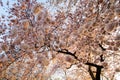 Dusk sunset view of a large Cherry Blossom tree in Washington DC Royalty Free Stock Photo