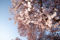 Dusk sunset view of a large Cherry Blossom tree in Washington DC Royalty Free Stock Photo