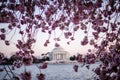 Dusk sunset view of a large Cherry Blossom tree in Washington DC Royalty Free Stock Photo