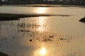 Dusk time sunset reflection over a country side lake. Goldish shade makes it a wonderful view. Royalty Free Stock Photo