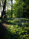 Dusk wildflower forest path in kirkcaldy Fife