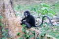 Duskey langur.