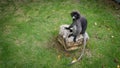 Duskey Monkey sitting on large rock on grass with tail hanging down