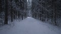 Duskwashed Snow Path Disappearing Between Shadowy Pines, Cool Blue Tones And Dense Trunks Create Introspective Mood Royalty Free Stock Photo