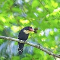 Dusky Broadbill Royalty Free Stock Photo