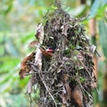 Dusky broadbill bird Royalty Free Stock Photo