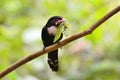 Dusky broadbill bird Royalty Free Stock Photo