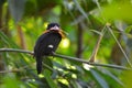 Dusky broadbill bird Royalty Free Stock Photo