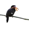 Dusky broadbill bird Royalty Free Stock Photo