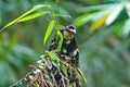 dusky broadbill bird Royalty Free Stock Photo