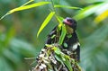 dusky broadbill bird Royalty Free Stock Photo