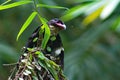 dusky broadbill bird Royalty Free Stock Photo