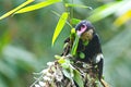 dusky broadbill bird Royalty Free Stock Photo