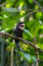 dusky broadbill bird Royalty Free Stock Photo