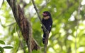 Dusky Broadbill Corydon Sumatranus Royalty Free Stock Photo