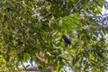 Dusky broadbill Corydon sumatranus in Sepilok rainforest, Sabah, Malays Royalty Free Stock Photo