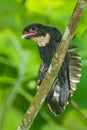 Dusky Broadbill Royalty Free Stock Photo