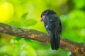 Dusky Broadbill Royalty Free Stock Photo