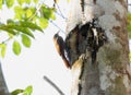 Dusky-capped Woodcreeper (Lepidocolaptes fuscicapillus) in Brazil Royalty Free Stock Photo