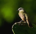 Dusky-chested Flycatcher on a cactus leaf. Royalty Free Stock Photo