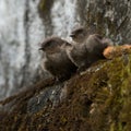 Dusky crag martin Royalty Free Stock Photo