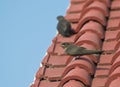 Dusky Crag Martin