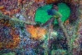 Dusky Damselfish - Red Reef Artificial Reef Royalty Free Stock Photo