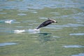 Dusky Dolphin jumping