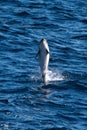 Dusky dolphin jumping Royalty Free Stock Photo