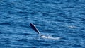 Dusky dolphin jumping Royalty Free Stock Photo