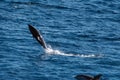 Dusky dolphin jumping Royalty Free Stock Photo