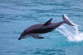 Dusky Dolphin jumping out of the sea Royalty Free Stock Photo