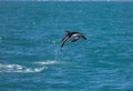 Dusky dolphin Lagenorhynchus obscurus jumping out of the water near Kaikoura, New Zealand. Royalty Free Stock Photo