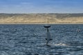 Dusky dolphin , Patagonia , Argentina