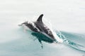 Dusky dolphin pirouetting in Kaikoura