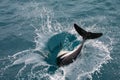 Dusky dolphin playing in the ocean near Kaikoura, New Zealand